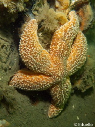 Common starfish, zeester, asterias rubens by Eduard Bello 
